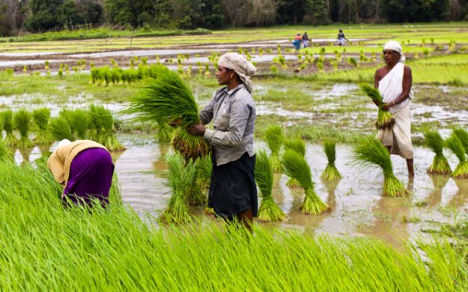 Trung Quốc, Ấn Độ sản xuất nhiều thóc gạo nhất thế giới