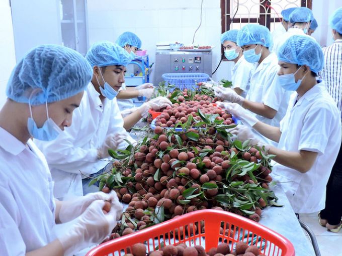 Rau quả xuất sang Nhật Bản tăng 56%