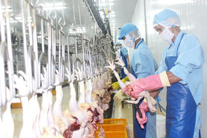 Việt Nam sẽ xuất khẩu lô thịt gà đầu tiên sang Nhật vào 99 tới đây