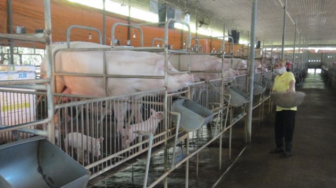 Giá lợn hơi giảm còn xấp xỉ 30.000 đồng
