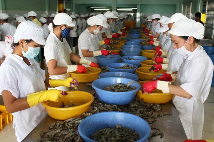 Xuất khẩu tôm có thể tăng mạnh trong quý IV