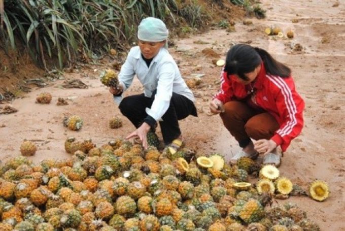 Lào Cai Hàng chục hecta dứa chết bất thường, nguyên nhân do khí thải của nhà máy