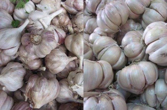 Tỏi ta có tép nhỏ và rất thơm.