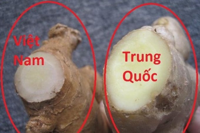 Gừng