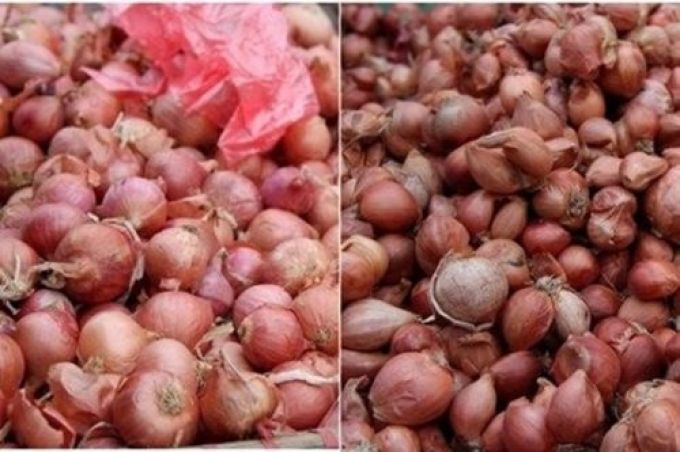 Hành Trung Quốc chỉ có 1 tép và không có mùi thơm.