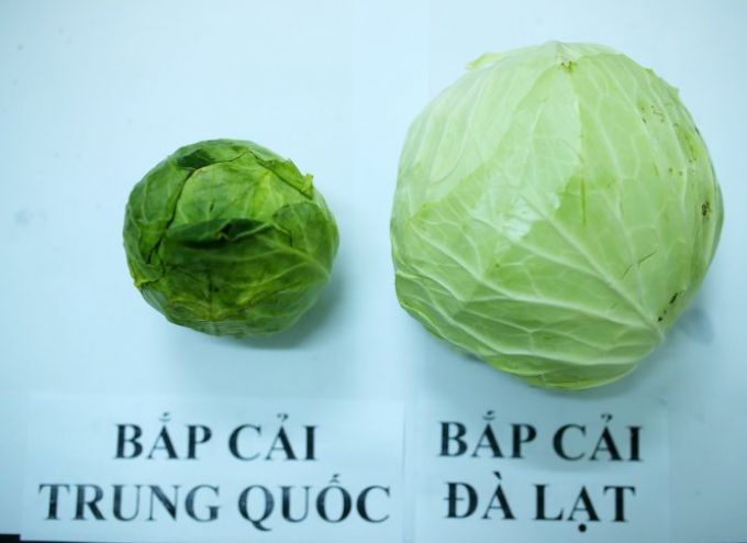 Bắp cải Trung Quốc và bắp cải Đà Lạt.