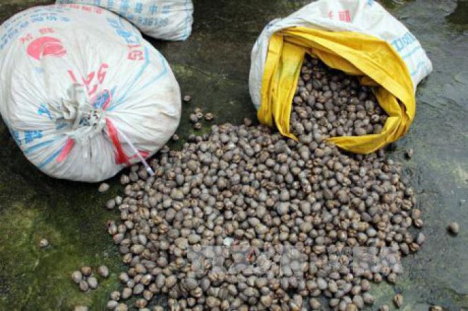 Quảng Ninh tiêu hủy gần 2 tấn thực phẩm không rõ nguồn gốc
