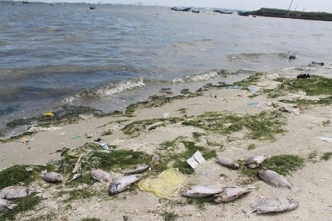 Cá chết hàng loạt ở đầm Thủy Triều sau sự cố tràn nước thải Nhà máy Đường Khánh Hòa.