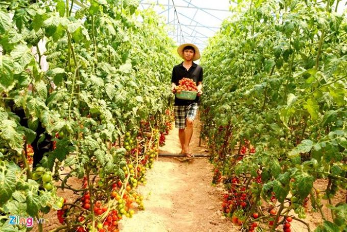 Một trang trại nông nghiệp công nghệ cao trồng cà chua.