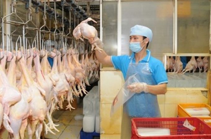 Gà Việt Nam sẽ được xuất khẩu sang Nhật