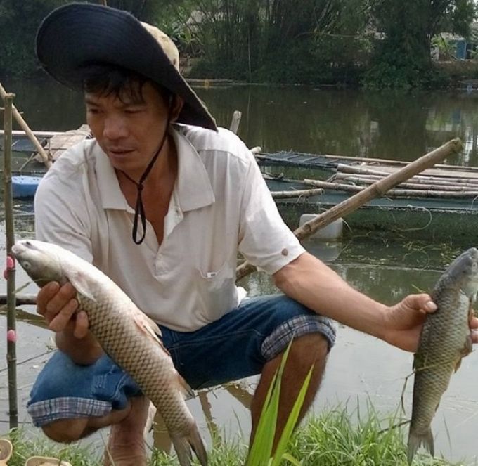 Huế Cá trắm cỏ nuôi chết hàng loạt, nhiều hộ dân nguy cơ trắng tay
