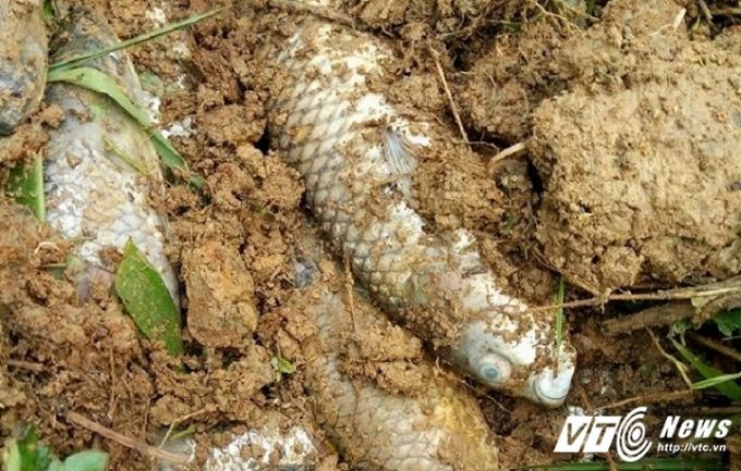 Hộ nuôi buộc phải vớt cá lên và đưa đi chôn để tránh ô nhiễm.
