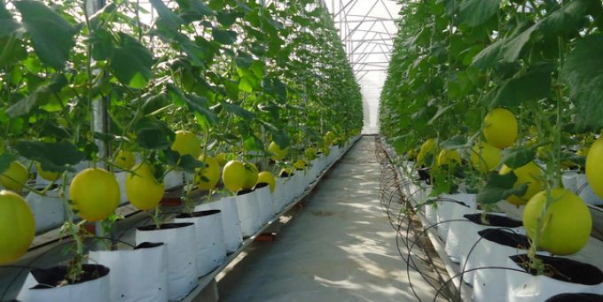 Điều kiện để nhận hỗ trợ lên đến 10 tỷ đồng cho mỗi dự án nông nghiệp công nghệ cao