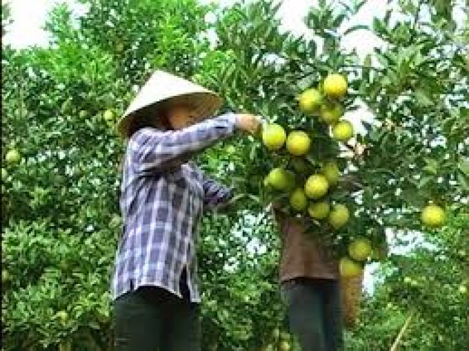 Giải pháp nâng cao chuỗi giá trị của cam Vinh Dán tem để truy xuất nguồn gốc