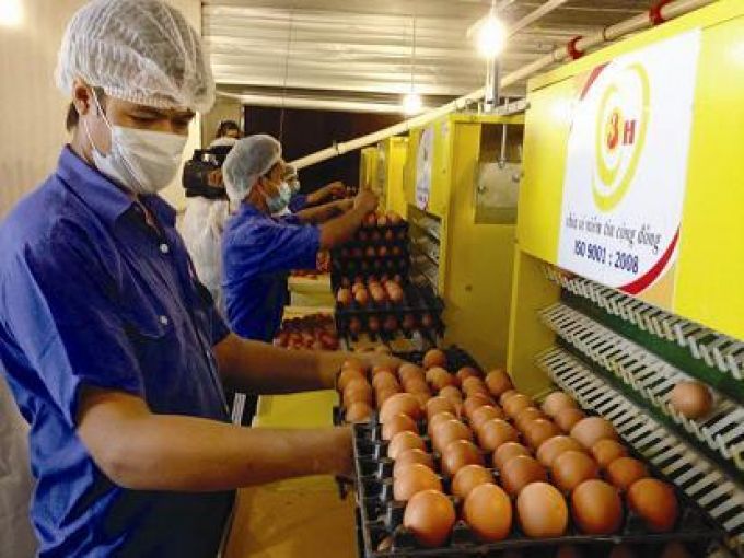 Trứng được xử lý và diệt khuẩn đạt chuẩn quốc tế về vệ sinh an toàn thực phẩm.