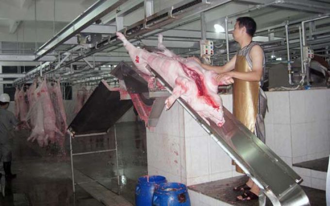 Trung Quốc cũng muốn giải cứu heo Việt