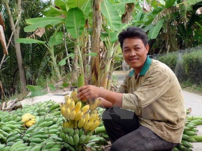 Nông dân U Minh Thượng phấn khởi khi chuối có giá cao. (Ảnh: Lê Sen/TTXVN)