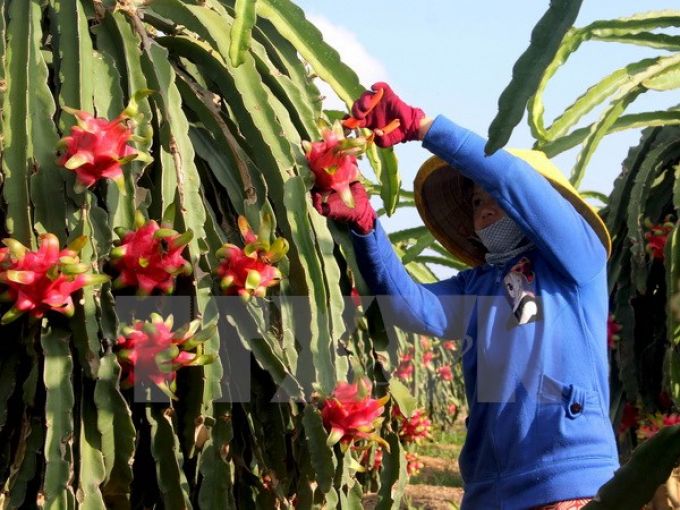 Thanh Long là một trong những loại quả được xuất khẩu ra nước ngoài. (Ảnh: Bùi Như Trường Giang/TTXVN)