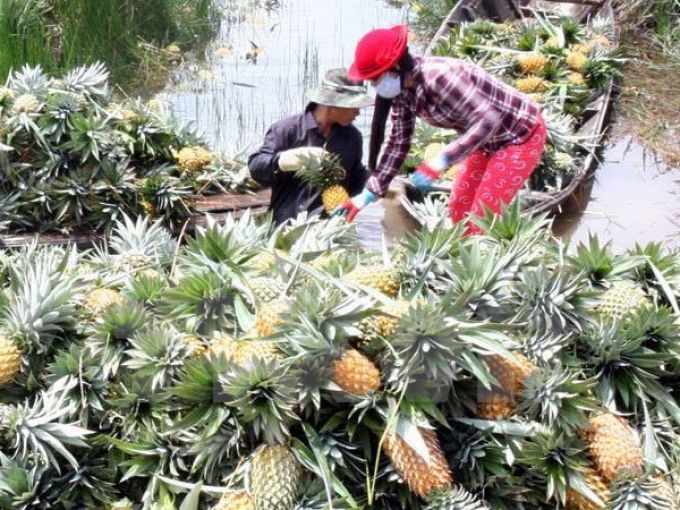 Doanh nghiệp Hàn Quốc tìm cơ hội đầu tư nông nghiệp ở Hậu Giang