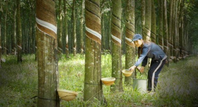 Cao su Việt Nam Thừa vẫn thừa mà thiếu thì vẫn cứ thiếu