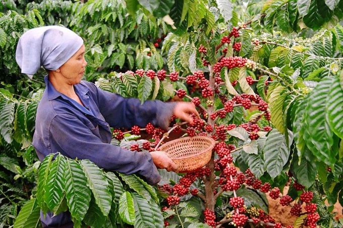 Giá cà phê xuất khẩu có thể tăng