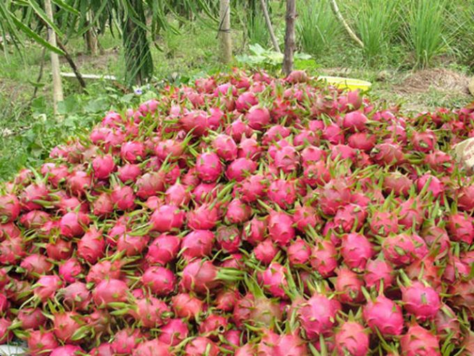 thanh long Việt Nam đ&atilde; c&oacute; thể đ&aacute;p ứng c&aacute;c ti&ecirc;u ch&iacute; v&agrave; y&ecirc;u cầu của nhiều thị trường như Trung Quốc, H&agrave;n Quốc, Nhật, Mỹ ...