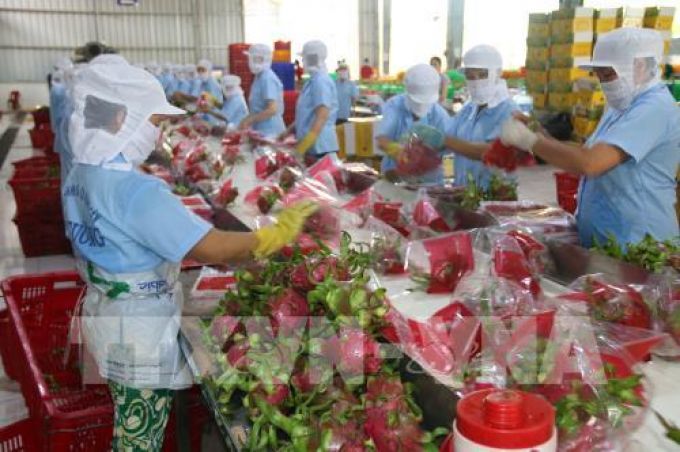 Thanh long Việt Nam bắt đầu được bày bán ở Australia