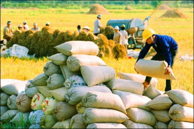 Việt Nam cứ say sưa xuất khẩu gạo số 1, 2 để làm gì