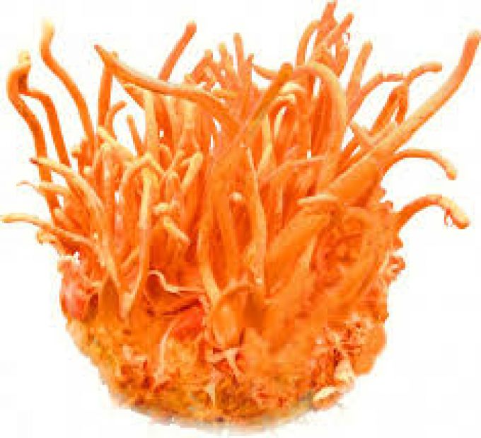 Đông trùng hạ thảo cordycep militaris – là loại đông trùng hạ thảo nhân tạo