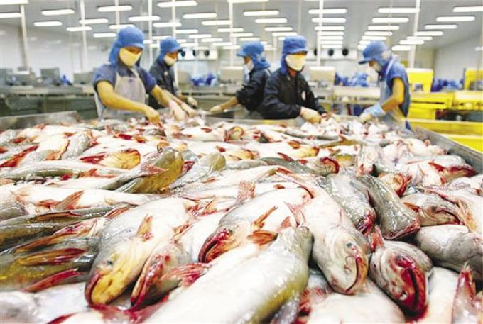 Ngừng chứng nhận ATTP đối với cá da trơn không đạt yêu cầu nhập khẩu vào Mỹ