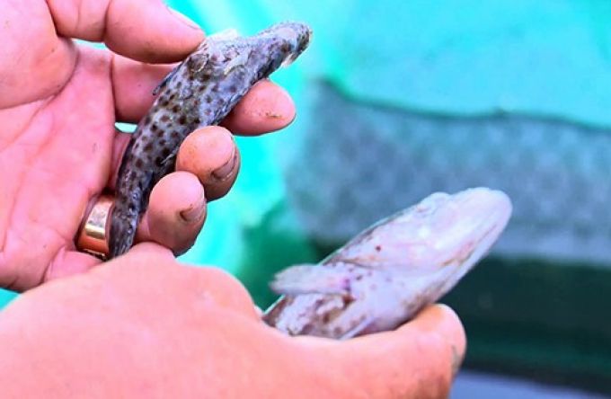 c&aacute; m&uacute;, di&ecirc;u hồng, h&agrave;u... nu&ocirc;i bằng lồng b&egrave; bị chết h&agrave;ng loạt.