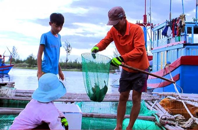 Phú Yên Nhiều loại cá nuôi trong lồng bè chết hàng loạt