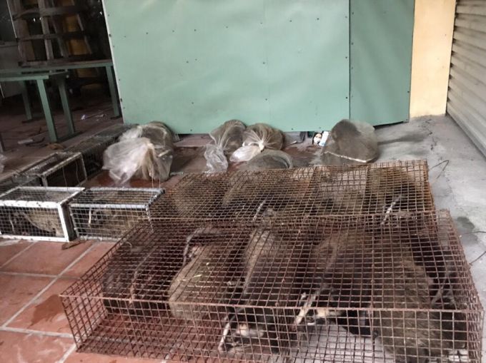 Quảng Ninh Bắt giữ 50 cá thể cầy hương không rõ nguồn gốc