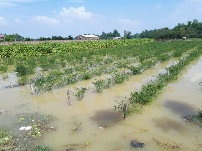 đ&ecirc; vỡ đ&atilde; nhấn ch&igrave;m khoảng 300ha hoa m&agrave;u của người d&acirc;n trong biển nước.