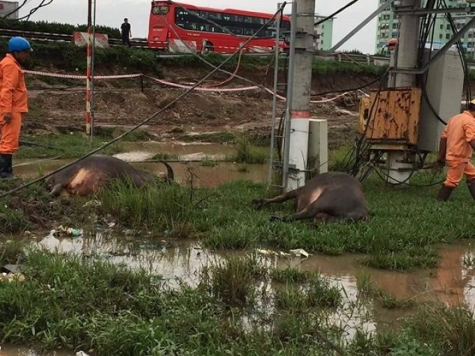 5 con tr&acirc;u chết bất thường dưới trạm biến &aacute;p tại huyện Thanh Tr&igrave;