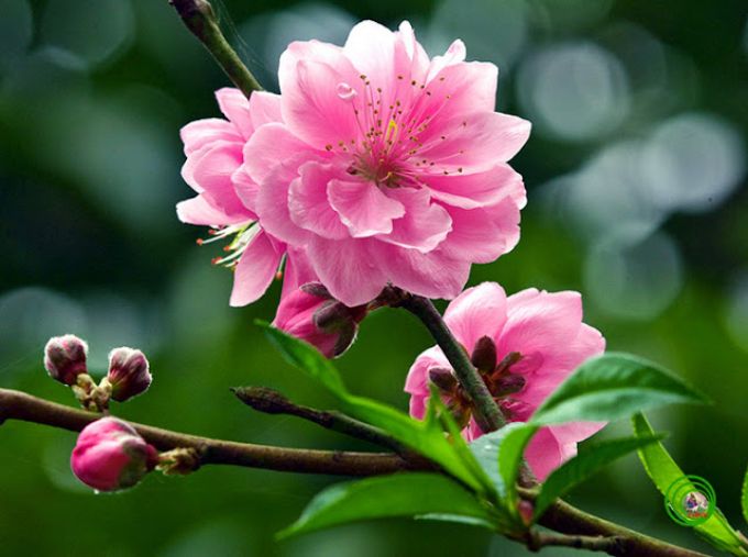 Thống nhất phương án nghỉ Tết âm lịch 7 ngày