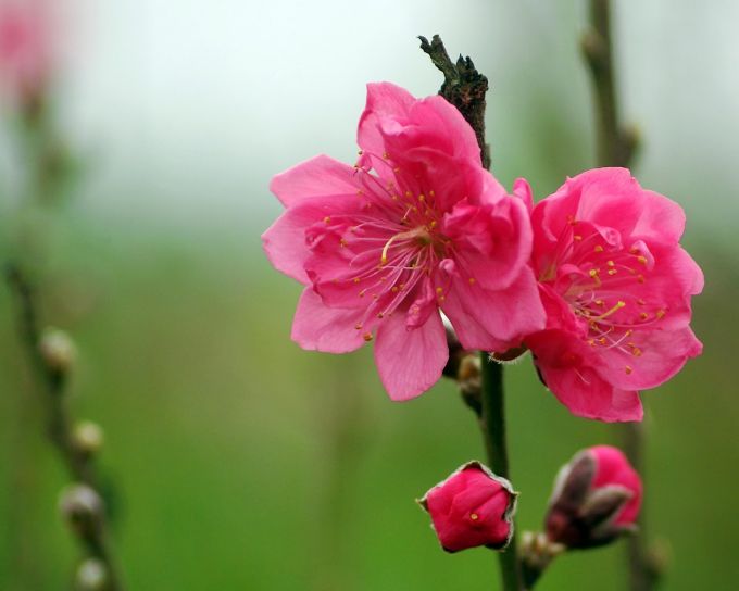 Thủ tướng Chính phủ chốt phương án nghỉ tết Nguyên Đán 2018