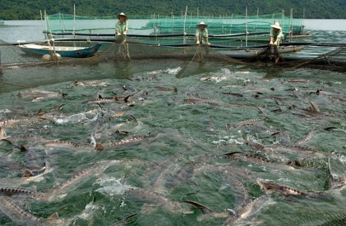 Phát triển kinh tế thủy sản bền vững giai đoạn 2016-2020
