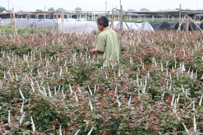 2.	&Ocirc;ng Nguyễn Văn Nhậm (T&acirc;y Tựu, H&agrave; Nội) với kinh nghiệm 10 năm trồng hoa hồng cho biết, năm nay thời thiết phức tạp, mưa nhiều v&agrave; c&oacute; sương n&ecirc;n hoa kh&ocirc;ng được đẹpv&agrave; gia đ&igrave;nh chỉ b&aacute;n với gi&aacute; 35.000 đồng/b&oacute; 50 b&ocirc;ng đối với hoa hồng sếu đỏ. C&ograve;n hoa hồng thơm gi&aacute; 120.000 đồng/ b&oacute; 100 b&ocirc;ng.