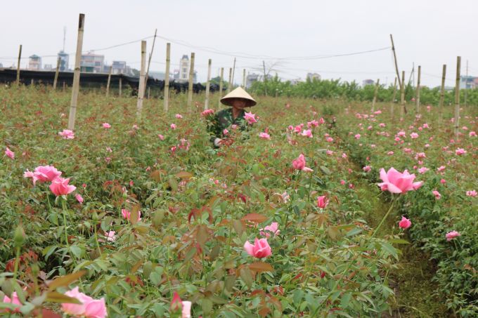3.	Dịp lễ năm nay, do ảnh hưởng của trận mưa to k&eacute;o d&agrave;i những ng&agrave;y gần đ&acirc;y, sản lượng v&agrave; diện t&iacute;ch hoa tại c&aacute;c vườn trồng bị ảnh hưởng đ&aacute;ng kể. Tr&ecirc;n địa b&agrave;n x&atilde; T&acirc;y Tựu, H&agrave; Nội, c&aacute;nh hoa bị dập n&aacute;t, chất lượng hoa kh&ocirc;ng được đẹp n&ecirc;n b&aacute;n bu&ocirc;n cho thương l&aacute;i bị &eacute;p gi&aacute;, tiền b&aacute;n hoa thu về cũng chẳng được l&agrave; bao nhi&ecirc;u so với giống v&agrave; vật tư n&ocirc;ng nghiệp v&agrave; c&ocirc;ng chăm s&oacute;c.