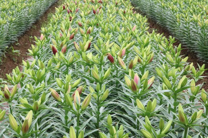 4.	Theo đại diện của một chủ vườn chuy&ecirc;n trồng hoa ly, anh Nguyễn Khắc Sỹ cho biết, năm nay hoa ly c&oacute; gi&aacute; l&ecirc;n đến 270.000 &ndash; 350.000 đồng/b&oacute; 10 b&ocirc;ng đối với ly 4, 5 tai, trồng ly kinh tế tăng cao nhưng đầu tư vốn lại lớn n&ecirc;n người d&acirc;n &iacute;t trồng.