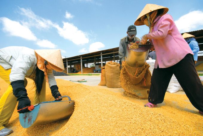 Giá lúa, gạo trong nước dự báo tăng