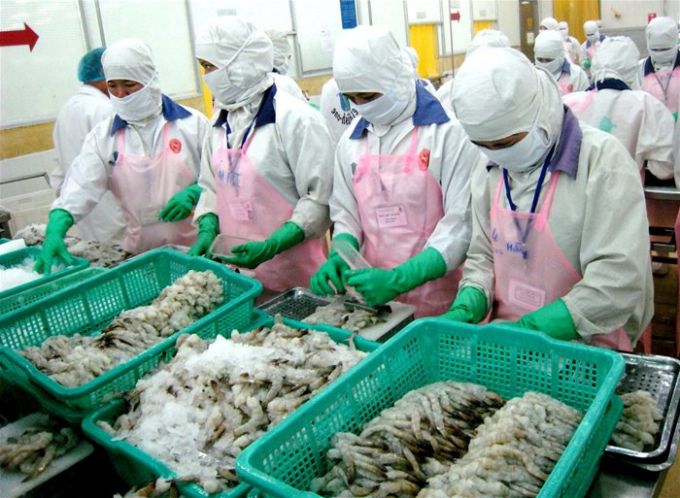 Sản lượng tôm chế biến phục vụ xuất khẩu Cà Mau tăng mạnh