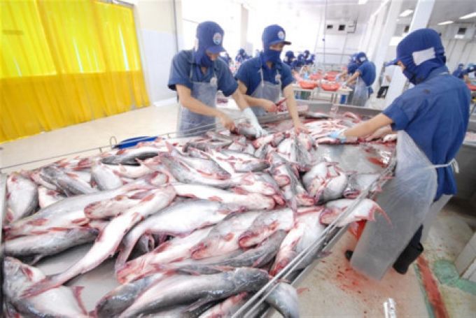 Giá cá tra cuối năm tiếp tục tăng, người nuôi lãi cao