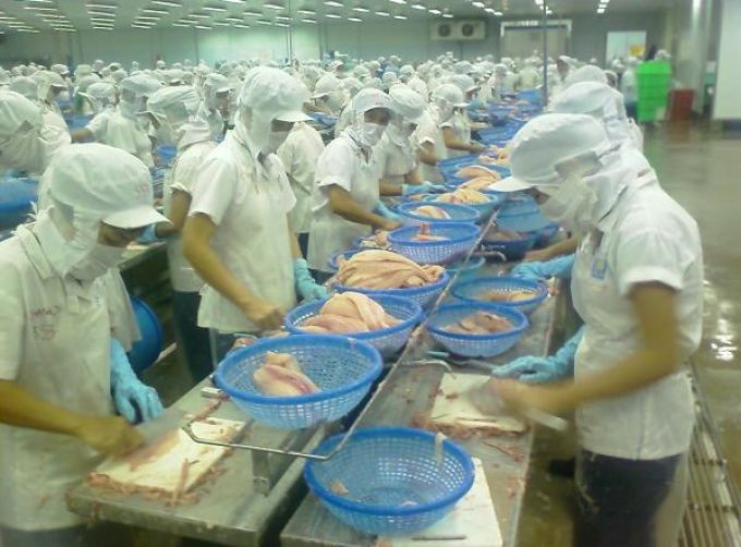 Giảm hơn 70% xuất khẩu cá tra sang Tây Ban Nha