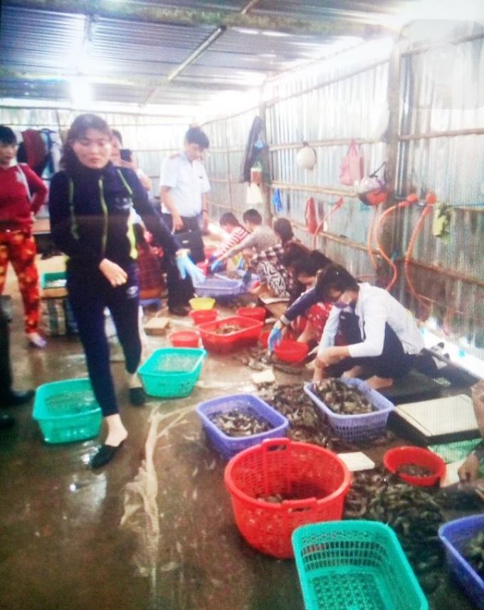 Một cơ sở đang bơm tạp chất cho hơn 60 kg tôm bị bắt quả tang