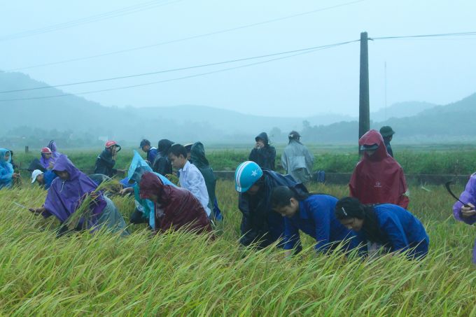 đo&agrave;n thanh ni&ecirc;n gi&uacute;p b&agrave; con nhanh ch&oacute;ng thu hoạch l&uacute;a tr&aacute;nh b&atilde;o