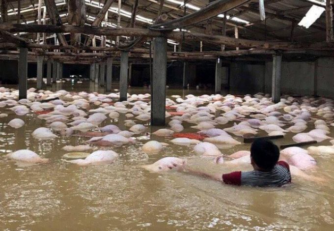 trang trại lợn 4000 con phục vụ cho t&ugrave; nh&acirc;n v&agrave; c&aacute;n bộ trại giam bị mất trắng 