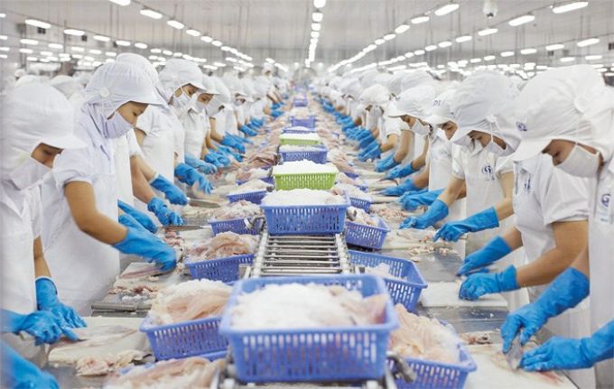 Hàn Quốc tiếp tục dẫn đầu về nhập khẩu bạch tuộc Việt Nam quý 3 năm 2017