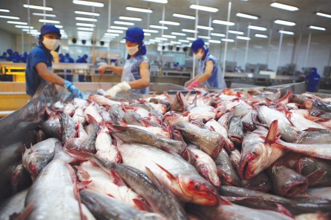 Xuất khẩu cá tra cạnh tranh khốc liệt tại thị trường Mỹ và EU